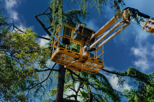 Professional Tree Service in Paris, AR